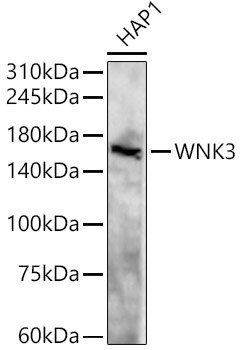 WNK3 Polyclonal Antibody