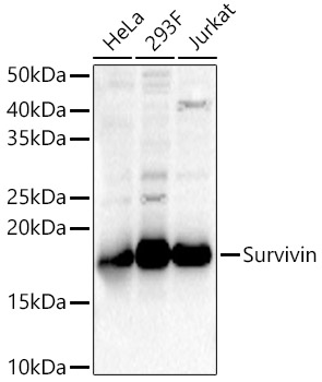 Survivin Polyclonal Antibody