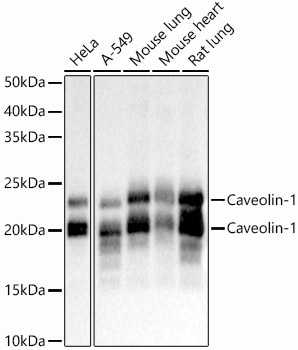Caveolin-1 Polyclonal Antibody