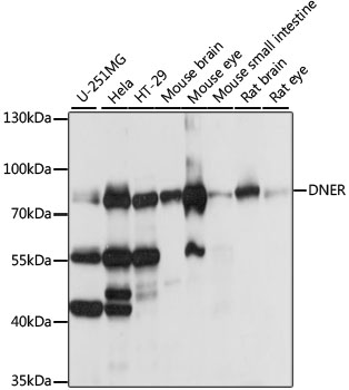 DNER Polyclonal Antibody