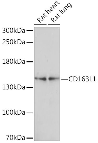 CD163L1 Polyclonal Antibody