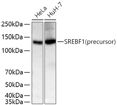 SREBF1 Polyclonal Antibody