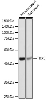 TBX5 Polyclonal Antibody