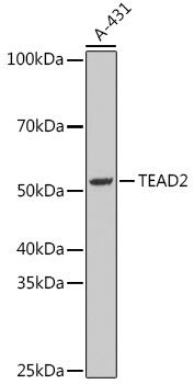 TEAD2 Polyclonal Antibody