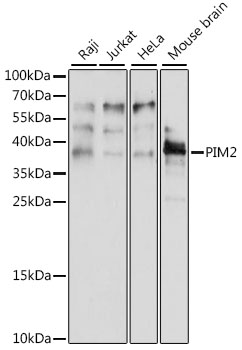 PIM2 Polyclonal Antibody