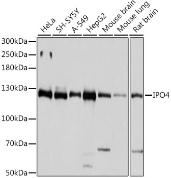 IPO4 Polyclonal Antibody
