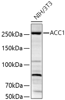 ACC1 Polyclonal Antibody