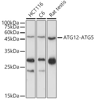 ATG12 Polyclonal Antibody
