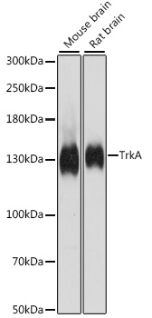 TrkA Polyclonal Antibody
