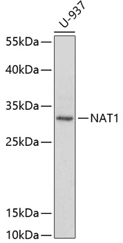 NAT1 Polyclonal Antibody