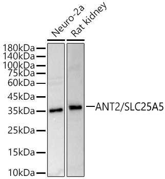 ANT2/SLC25A5 Polyclonal Antibody
