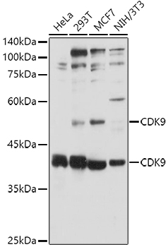 CDK9 Polyclonal Antibody