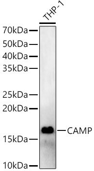 CAMP Polyclonal Antibody