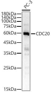 CDC20 Polyclonal Antibody