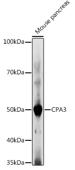 CPA3 Polyclonal Antibody