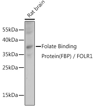 Folate Binding Protein(FBP) / FOLR1 Polyclonal Antibody