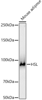 HSL Polyclonal Antibody