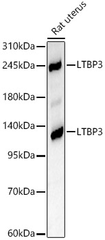 LTBP3 Polyclonal Antibody