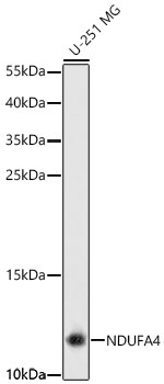 NDUFA4 Polyclonal Antibody