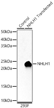 NHLH1 Polyclonal Antibody