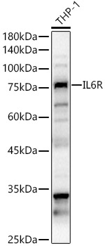 IL6R Polyclonal Antibody
