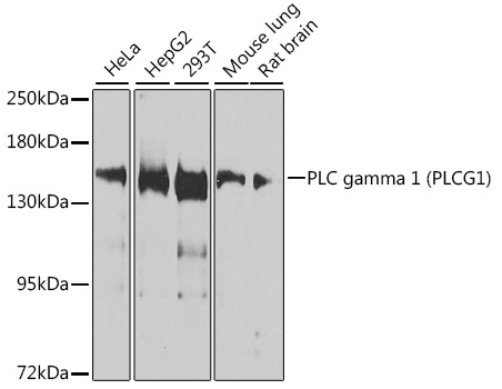 PLC gamma 1 (PLCG1) Polyclonal Antibody