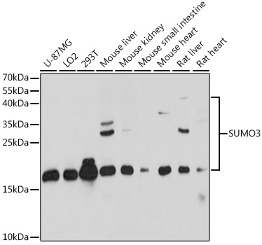 SUMO3 Polyclonal Antibody