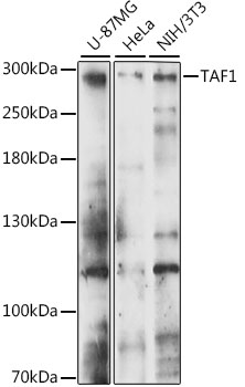 TAF1 Polyclonal Antibody