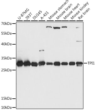 TPI1 Polyclonal Antibody