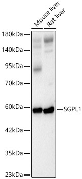 SGPL1 Polyclonal Antibody