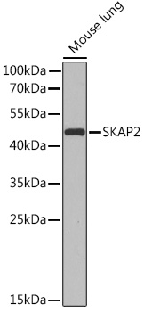 SKAP2 Polyclonal Antibody