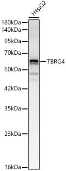 TBRG4 Polyclonal Antibody