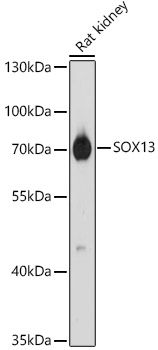 SOX13 Polyclonal Antibody