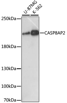 CASP8AP2 Polyclonal Antibody