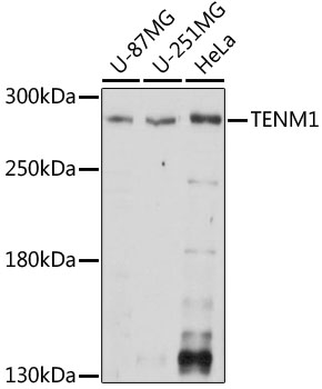 TENM1 Polyclonal Antibody