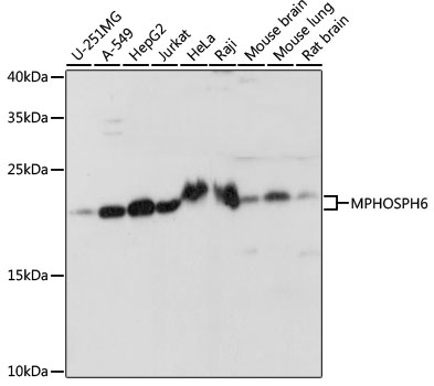 MPHOSPH6 Polyclonal Antibody