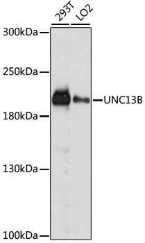 UNC13B Polyclonal Antibody