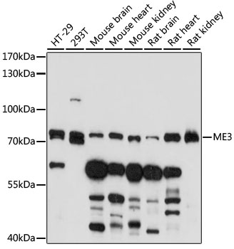 ME3 Polyclonal Antibody