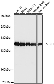 SF3B1 Polyclonal Antibody
