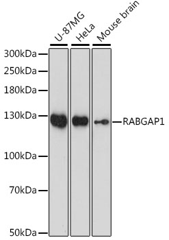 RABGAP1 Polyclonal Antibody