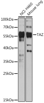 TAZ Polyclonal Antibody