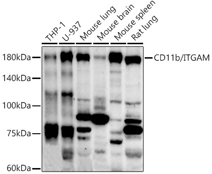 CD11b/ITGAM Polyclonal Antibody