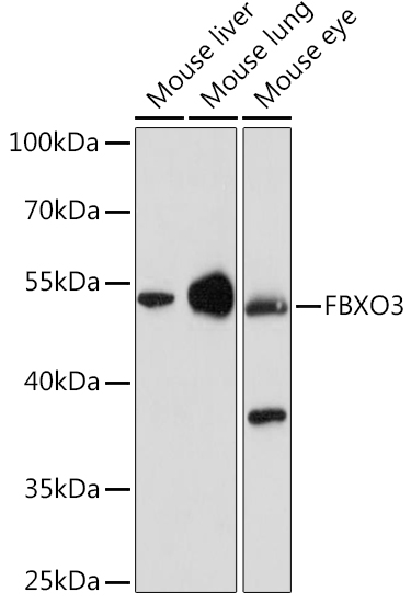 FBXO3 Polyclonal Antibody