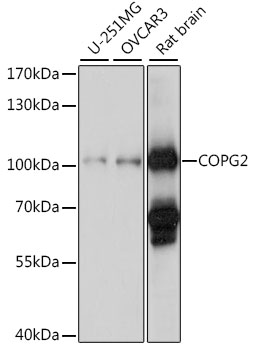 COPG2 Polyclonal Antibody