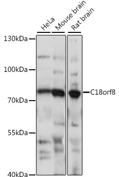 C18orf8 Polyclonal Antibody