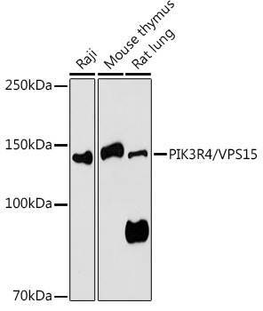 PIK3R4/VPS15 Polyclonal Antibody