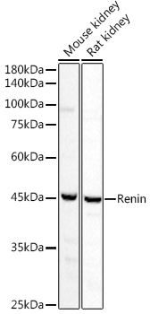 Renin Polyclonal Antibody