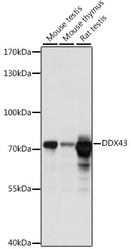 DDX43 Polyclonal Antibody