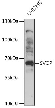 SVOP Polyclonal Antibody