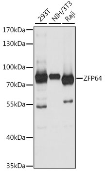 ZFP64 Polyclonal Antibody